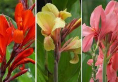 Canna Mix