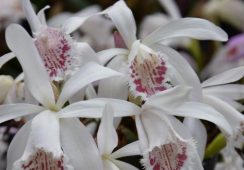 Pleione Humilis X Glacier Peak