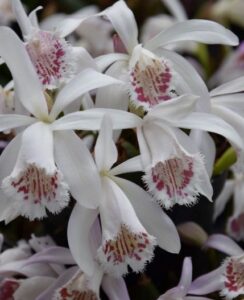 Pleione Humilis x Glacier Peak