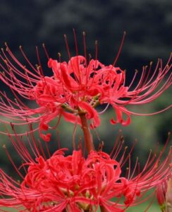 Lycoris Radiata