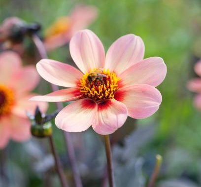 Dahlia Happy Single First Love Dahlia Happy Single 'First Love'