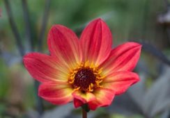 Dahlia Happy Single ‘Flame’