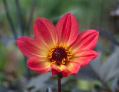 Dahlia Happy Single ‘Flame’