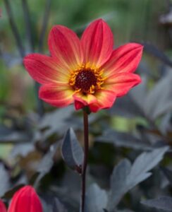 Dahlia Happy Single ‘Flame’