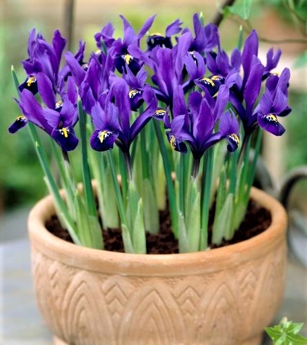 Dwarf Iris Reticulata
