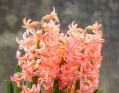 Hyacinth Gipsy Queen