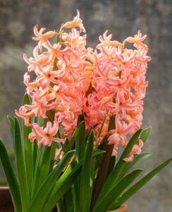Hyacinth Gipsy Queen