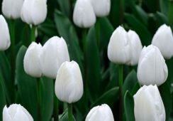 Tulip Royal Virgin