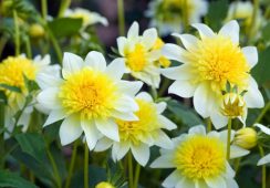 Dahlia Freya’s Paso Doble