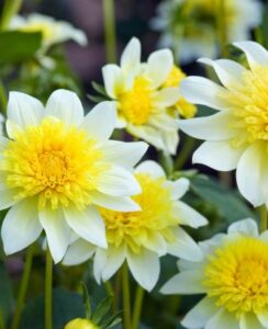 Dahlia Freya’s Paso Doble