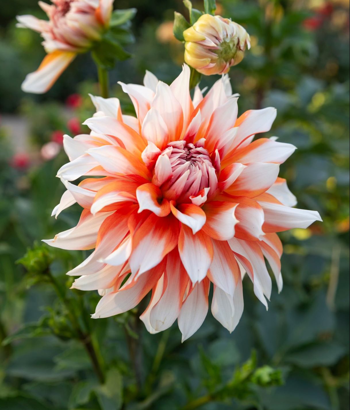 Dahlia Holland Festival - Anglia Bulb Company