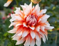 Dahlia Holland Festival