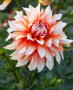 Dahlia Holland Festival