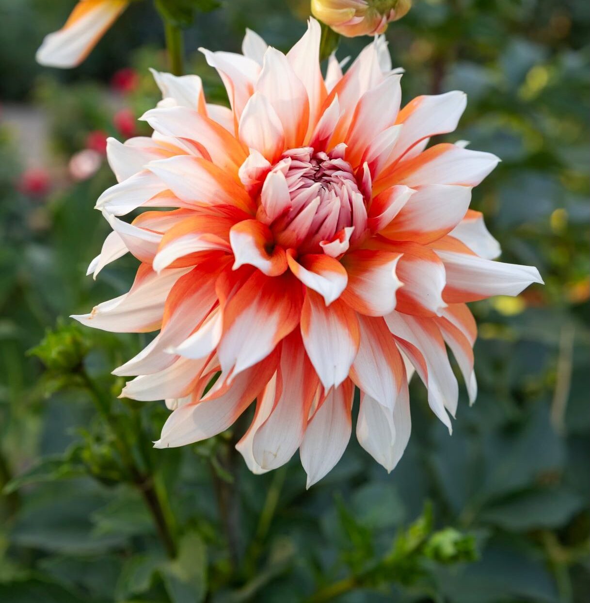 Dahlia Holland Festival