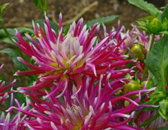 Dahlia Hollyhill Spiderwoman