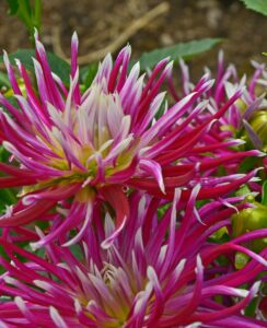 Dahlia Hollyhill Spiderwoman