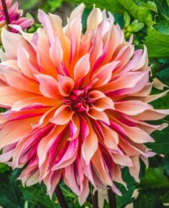 Dahlia Labyrinth