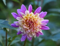 Dahlia Take Off