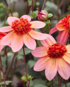 Dahlia Totally Tangerine