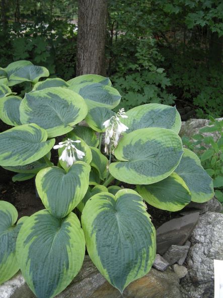 Hosta Olive Bailey Langdon