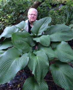 Hosta T Rex