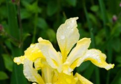 Iris Sibirica ‘Butter And Sugar’