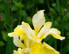 Iris Sibirica ‘Butter And Sugar’