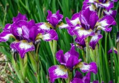 Iris Sibirica ‘Currier’