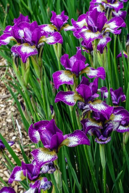 iris sibirica currier