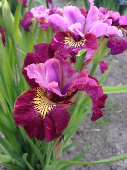 Iris Sibirica Miss Apple Iris Sibirica Miss Apple