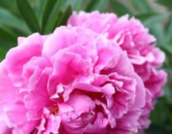 Paeonia – Peony Dr Alexander Fleming