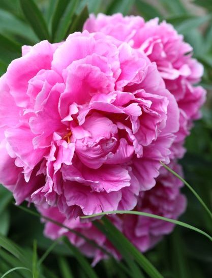 Paeonia - Peony Dr Alexander Fleming - Anglia Bulb Company