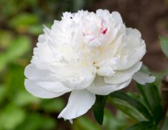 Paeonia – Peony Festiva Maxima