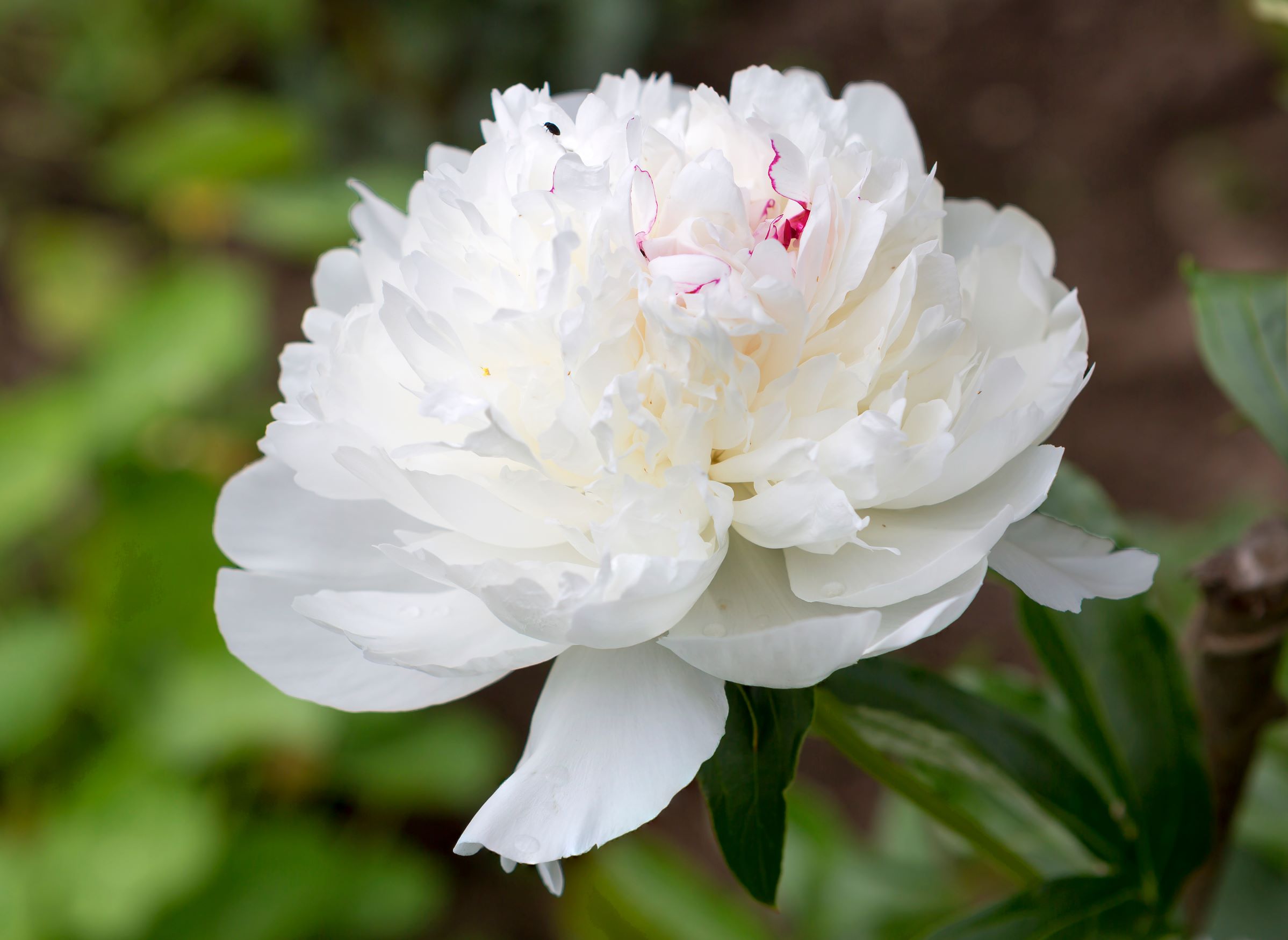 Peony Festiva Maxima