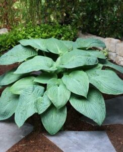 Hosta Jurassic Park