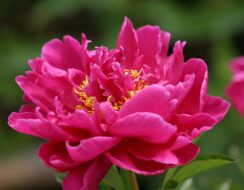 Paeonia – Peony Karl Rosenfield