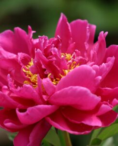Paeonia – Peony Karl Rosenfield
