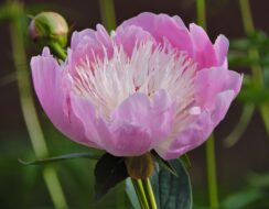 Paeonia – Peony Bowl of Beauty