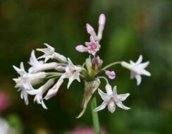 Tulbaghia Violacea Alba