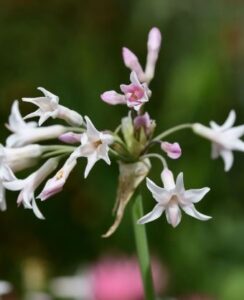 Tulbaghia Violacea Alba