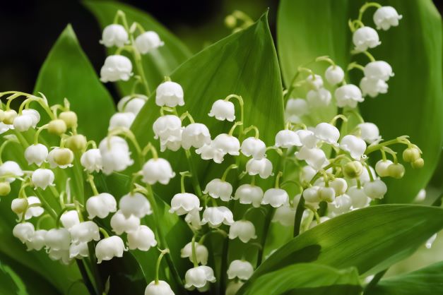 Convallaria (Lily Of The Valley) - Anglia Bulb Company