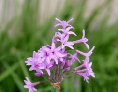 Tulbaghia Violacea