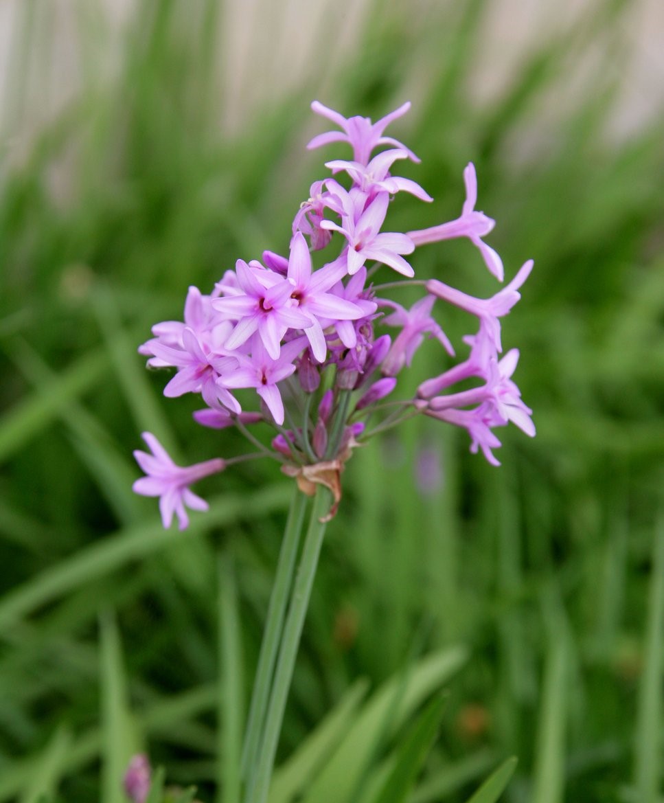 Tulbaghia Violacea