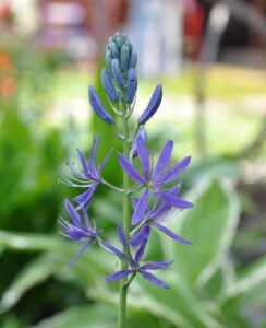 Camassia Quamash