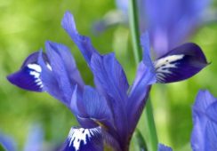 Iris Reticulata Fabiola