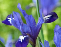 Iris Reticulata Fabiola