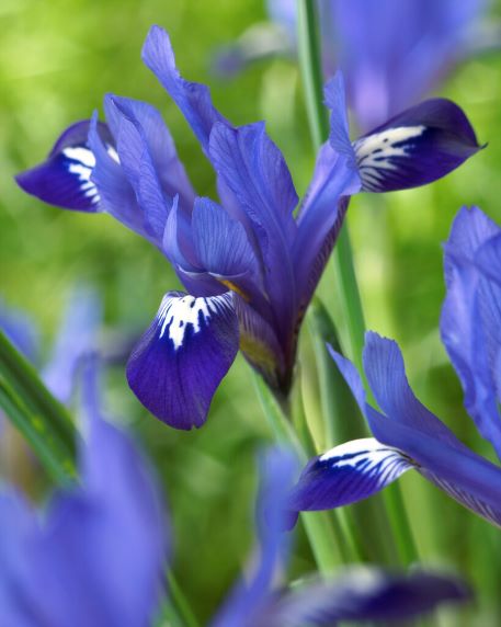 Iris Reticulata Fabiola