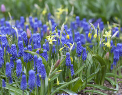 Muscari Superstar