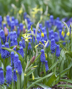 Muscari Superstar