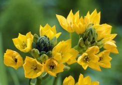 Ornithogalum Dubium ‘Yellow’